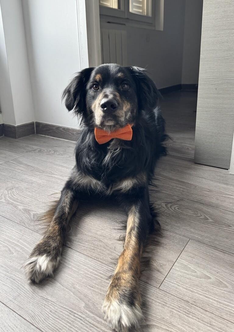 Image de mon chien Uhie